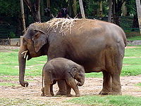 zoo